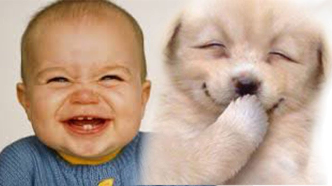 chien et bebe du rire